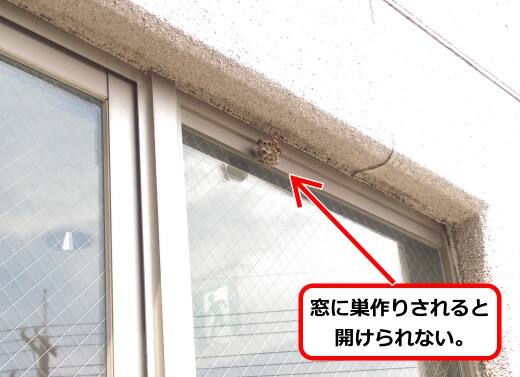 5月24日アシナガバチ