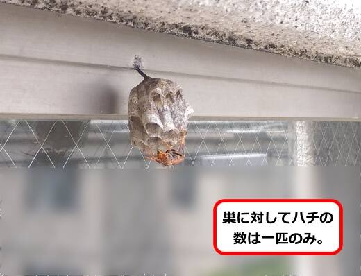 窓アシナガバチ巣