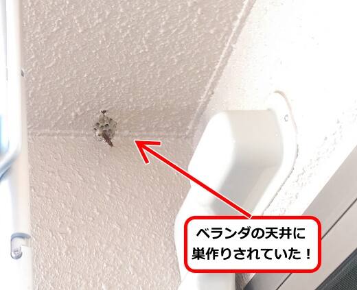 6月3日アシナガバチ