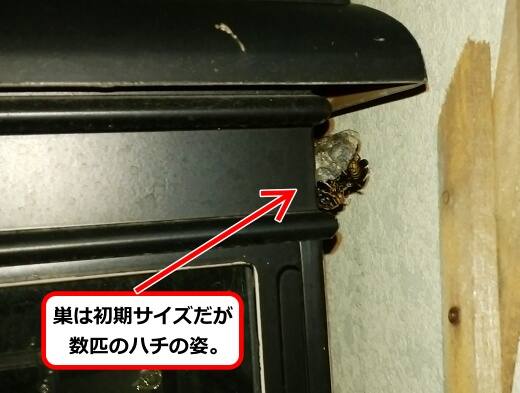 ランタンアシナガバチ巣