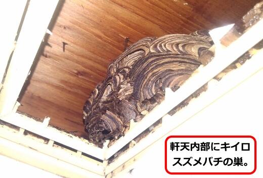 軒天内スズメバチ巣