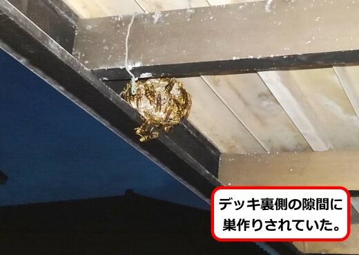 デッキアシナガバチ巣