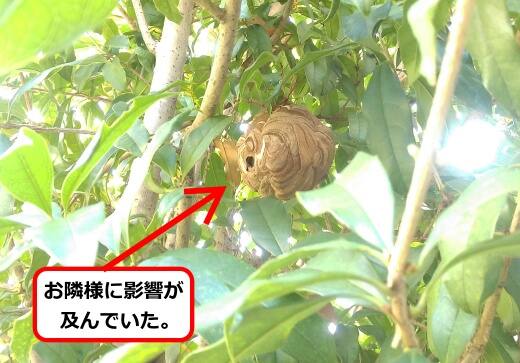 10月1日スズメバチ