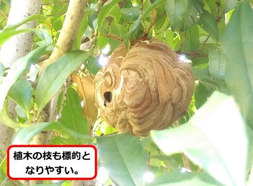 植木スズメバチ巣