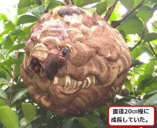 スズメバチ庭木