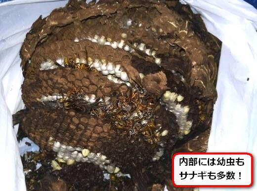 キイロスズメバチの巣