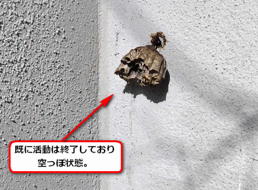 セグロアシナガバチの巣駆除