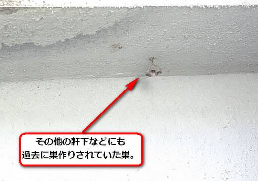 アシナガバチの巣過去