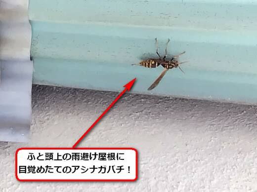 セグロアシナガバチ