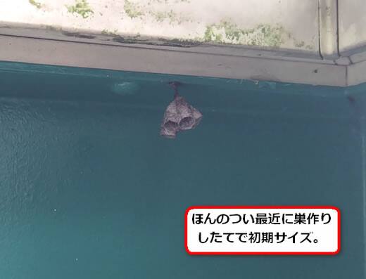 セグロアシナガバチの巣駆除