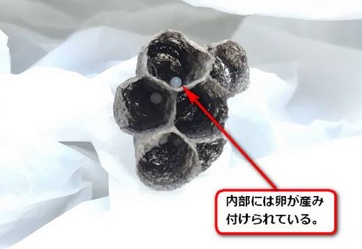 セグロアシナガバチ卵