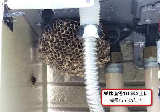 フタモンアシナガバチ巣駆除