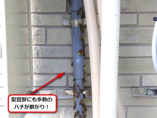 アシナガバチ駆除給湯器配管