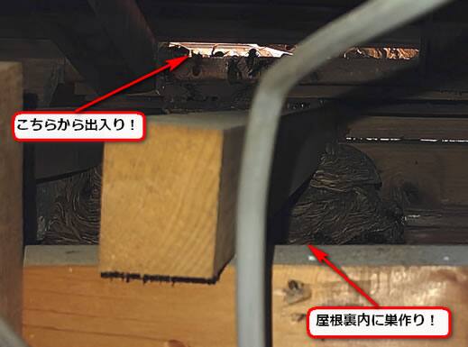 モンスズメバチ駆除屋根裏