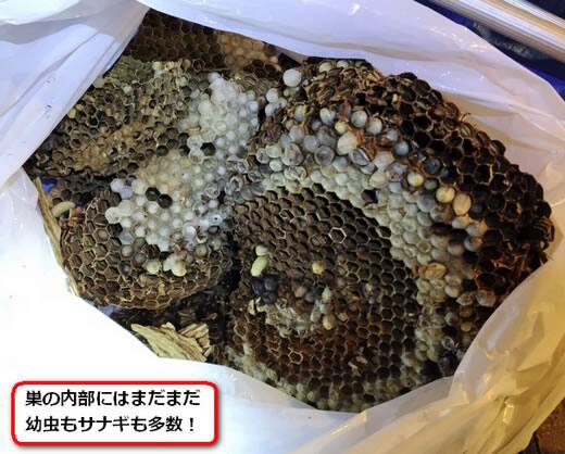モンスズメバチの巣内部