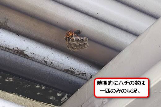 アシナガバチ共用廊下