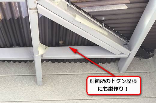 共用廊下屋根蜂の巣