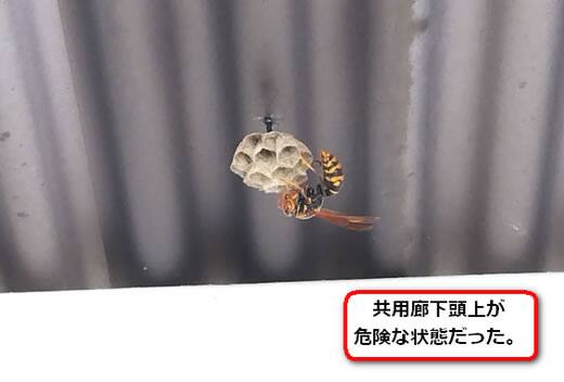 アシナガバチ共用廊下