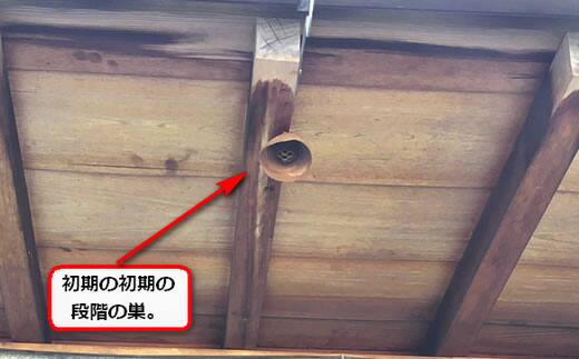 スズメバチ巣初期