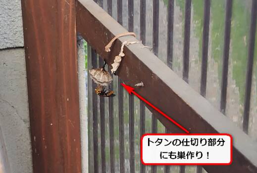 アシナガバチ巣トタン