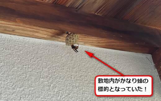 蜂の巣初期軒