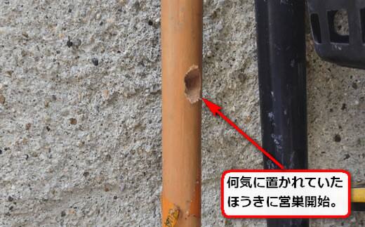ほうきクマバチの巣