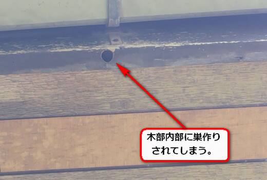 軒木部クマバチ巣