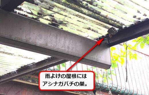 雨よけの屋根蜂の巣