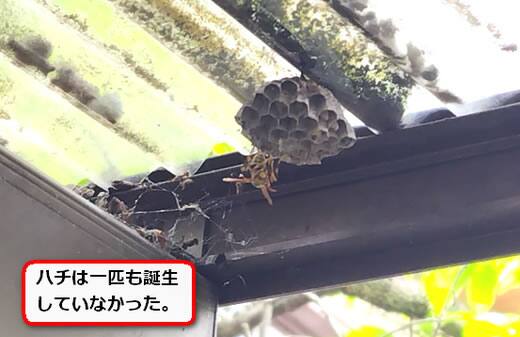 アシナガバチ巣屋根