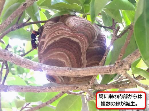 共用部植木蜂の巣