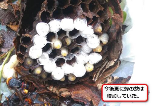 コガタスズメバチ巣