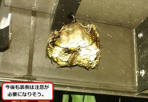 デッキ裏側蜂の巣