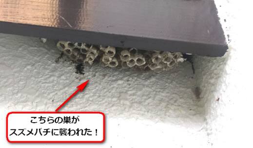 蜂の巣スズメバチ襲撃