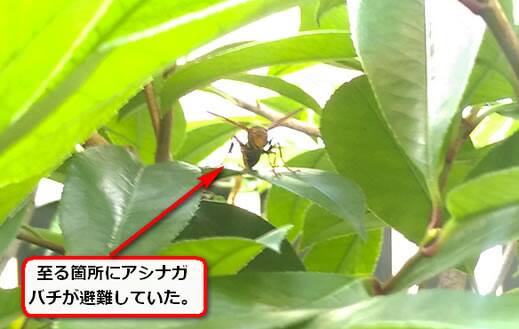 アシナガバチ避難