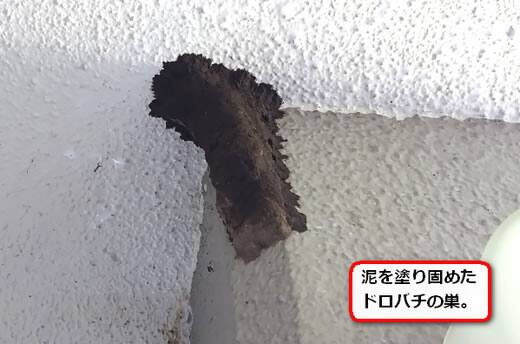 ドロバチ巣共用廊下
