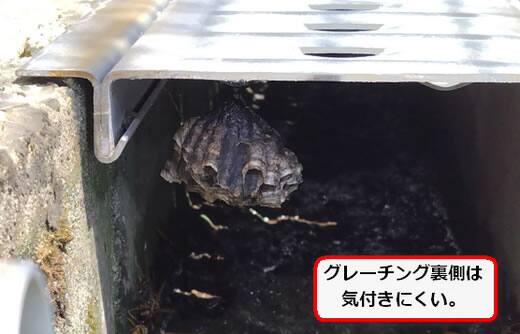 アシナガバチ巣側溝
