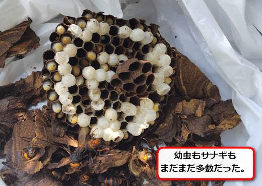 コガタスズメバチ巣