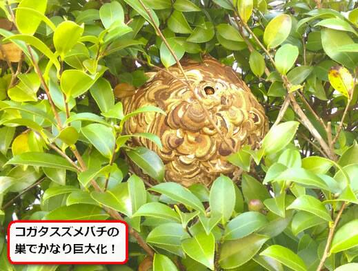 生垣スズメバチ巣