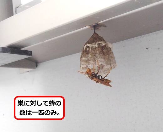 足元注意蜂の巣