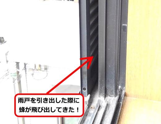 9月19日アシナガバチ