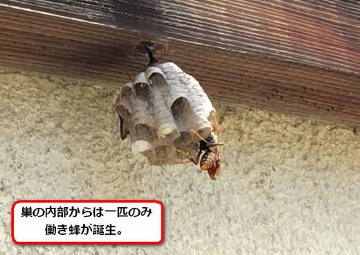 セグロアシナガバチの巣駆除