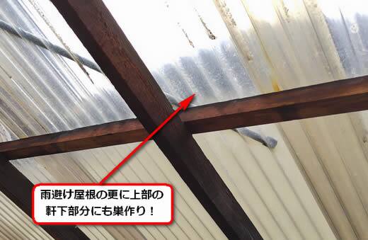 アシナガバチ駆除高所軒下