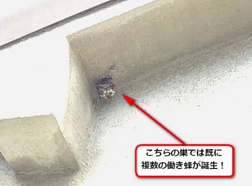 フタモンアシナガバチの巣駆除
