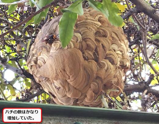 コガタスズメバチの巣駆除