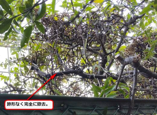 スズメバチの巣完全撤去