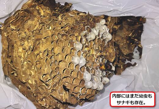 コガタスズメバチの巣内部