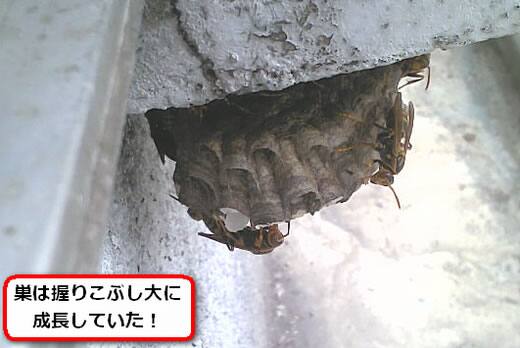 セグロアシナガバチの巣駆除