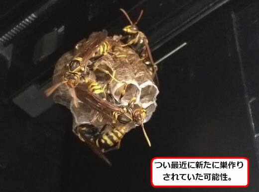 セグロアシナガバチの巣駆除