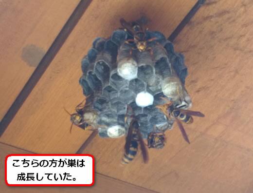 セグロアシナガバチの巣駆除