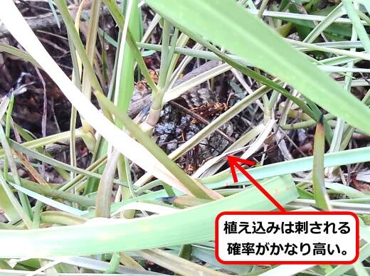 植え込み蜂の巣